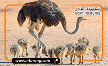 عوامل موثر در بالا بردن باروری شتر مرغ